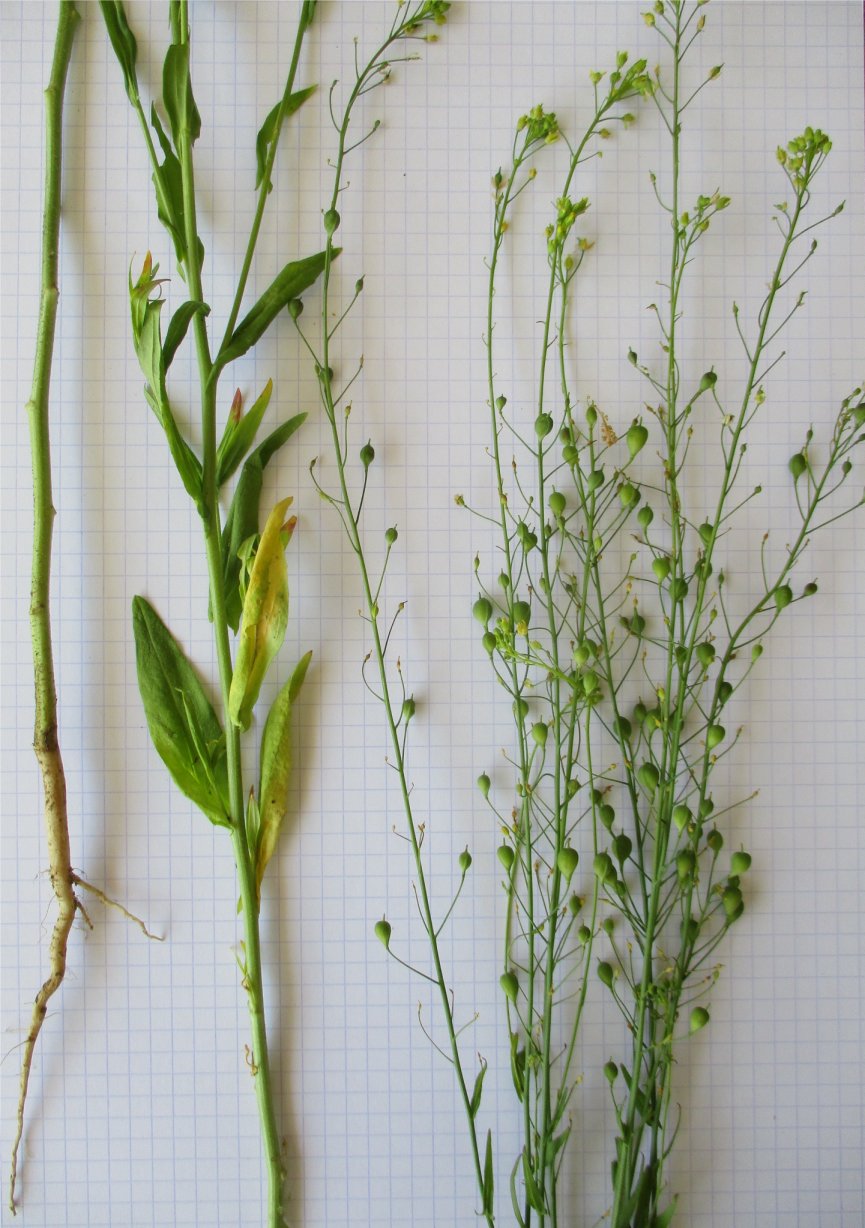 camelina sativa