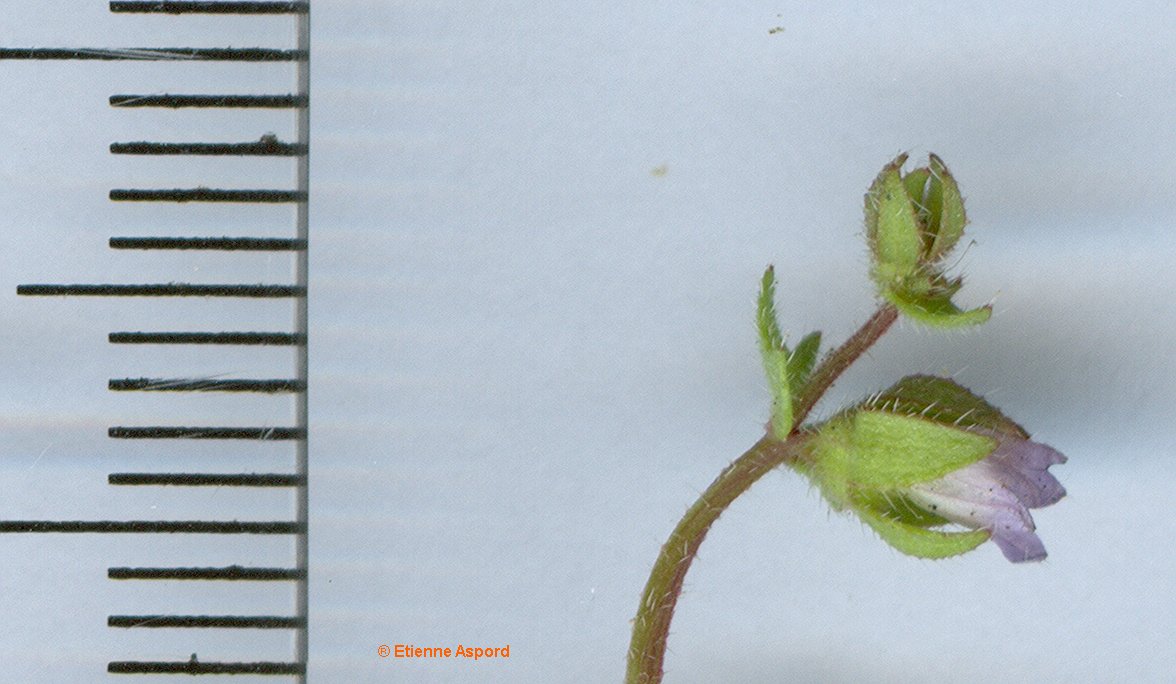 campanula erinus