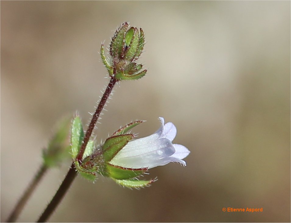campanula erinus