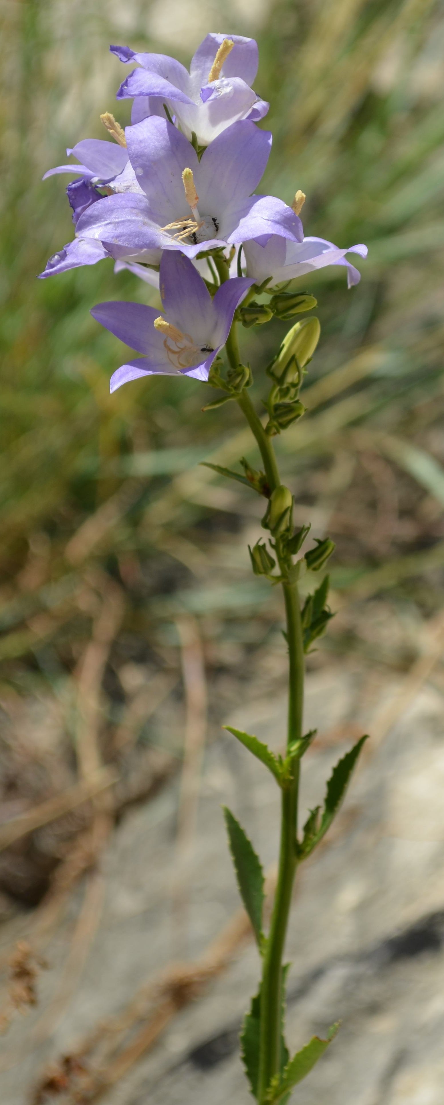 campanula pyramidalis
