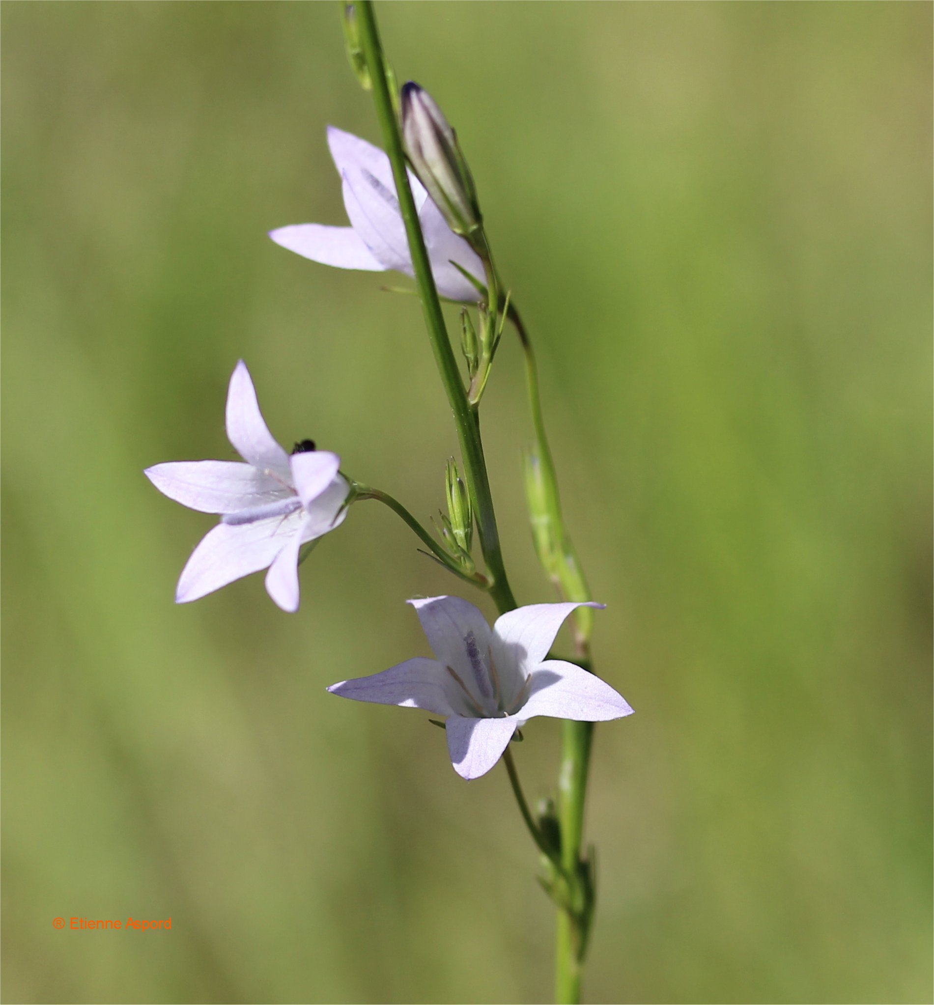 campanula rapunculus