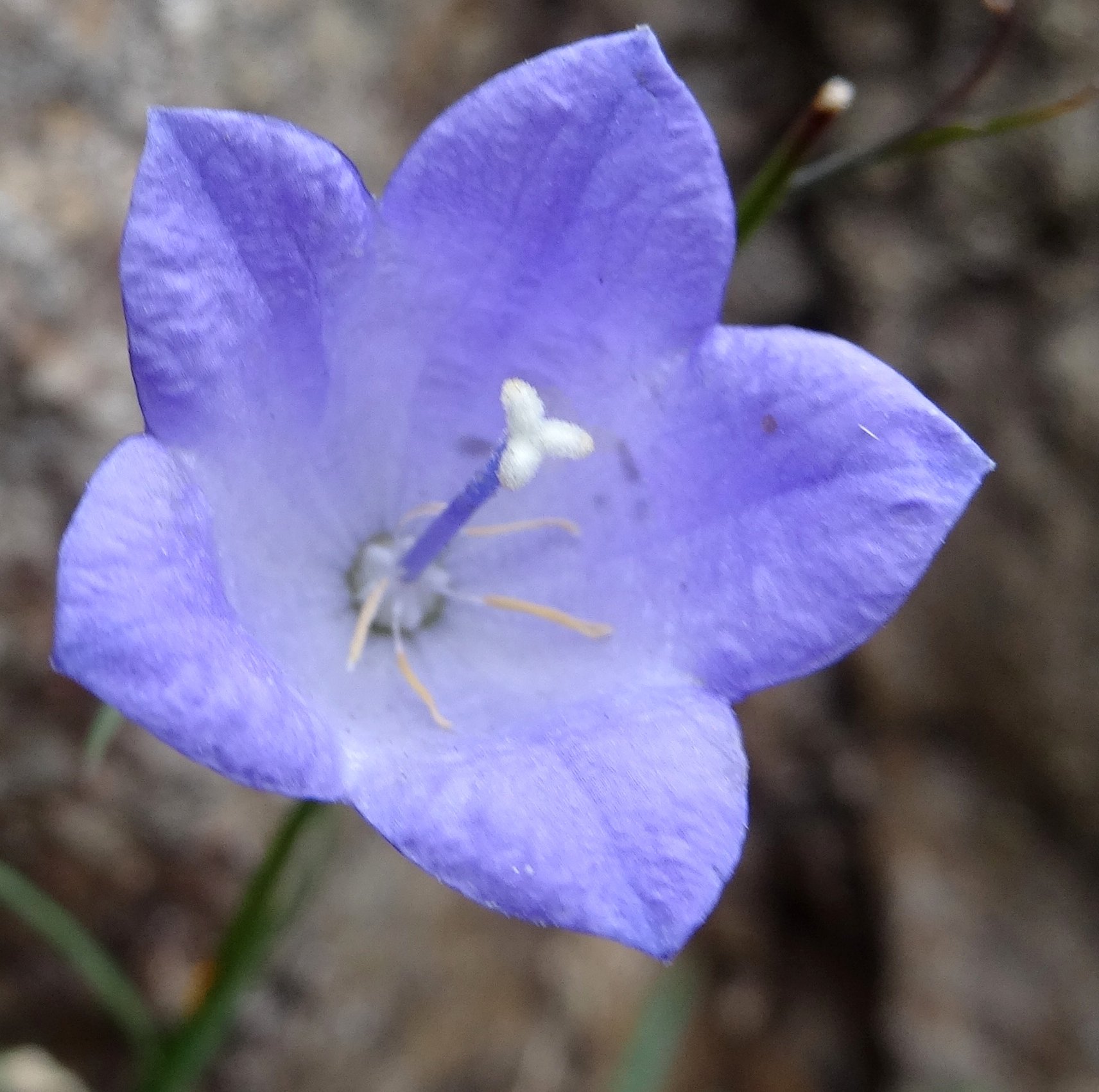 campanula rotundifolia s rotundifolia