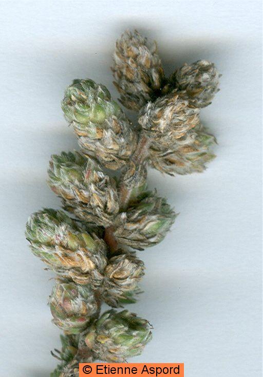Camphorosma monspeliaca
