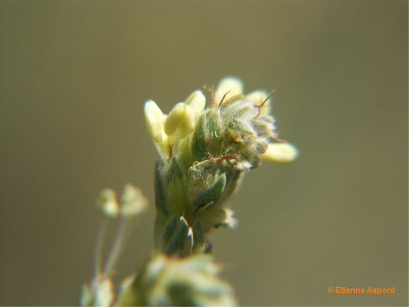 Camphorosma monspeliaca