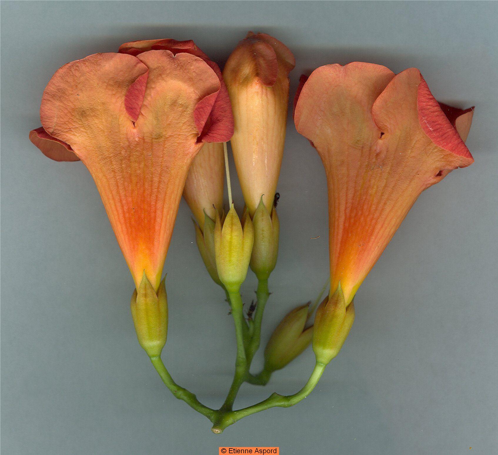 Campsis radicans