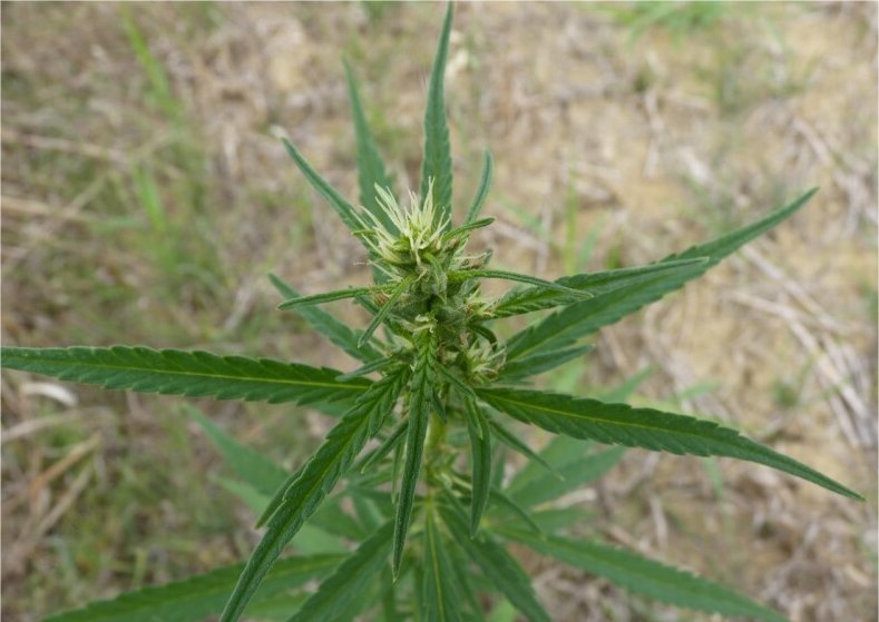 Cannabis sativapasdephoto.jpgcannabis sativa