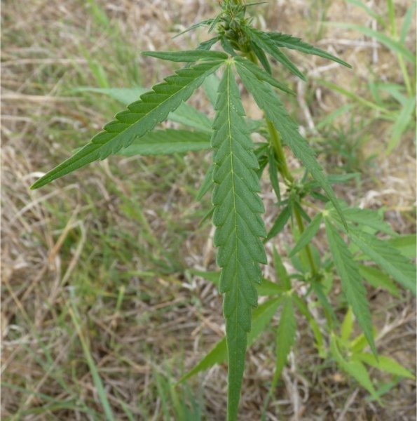 Cannabis sativapasdephoto.jpgcannabis sativa