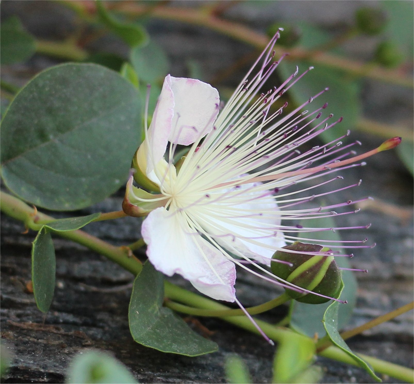Capparis spinosa