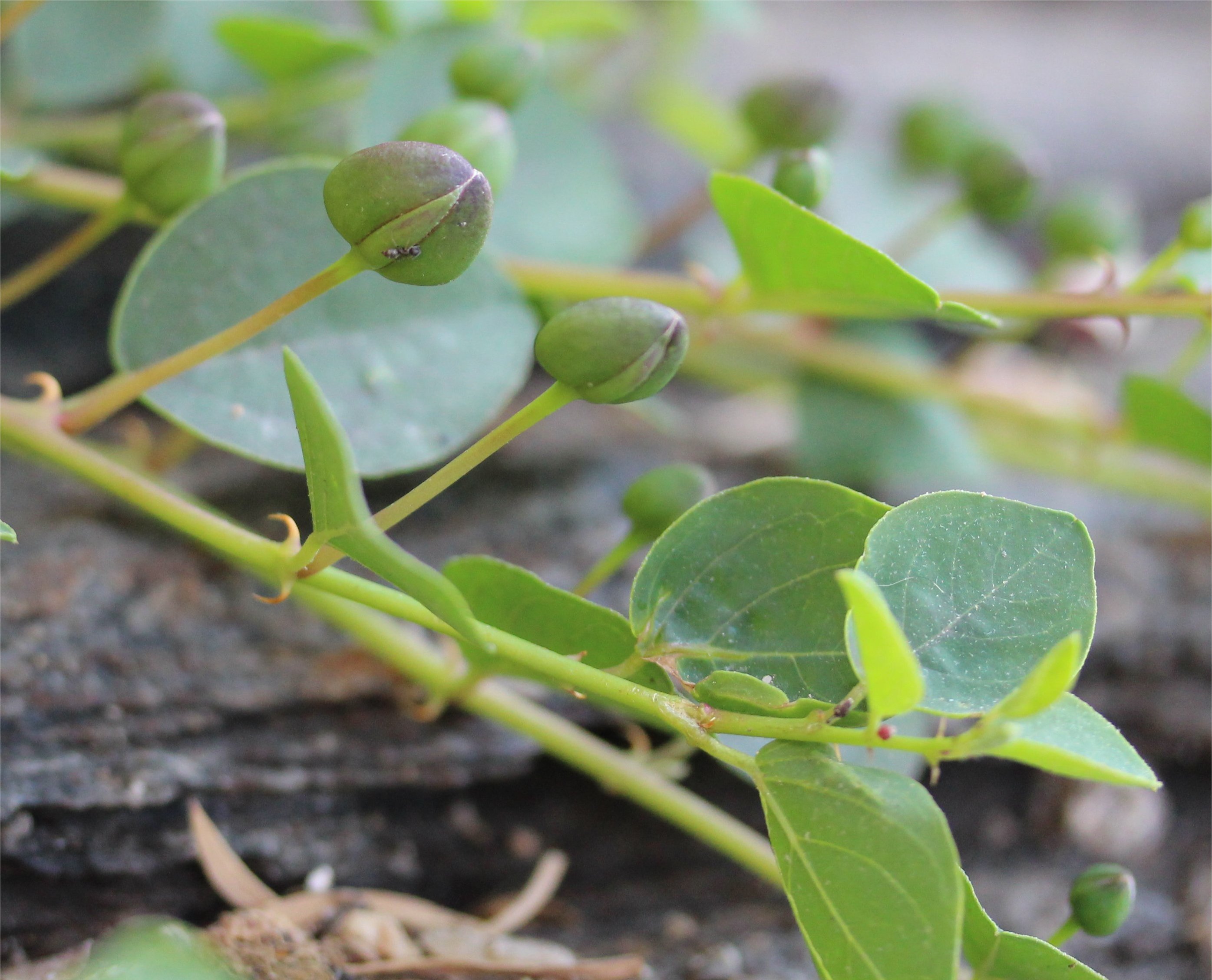 Capparis spinosa