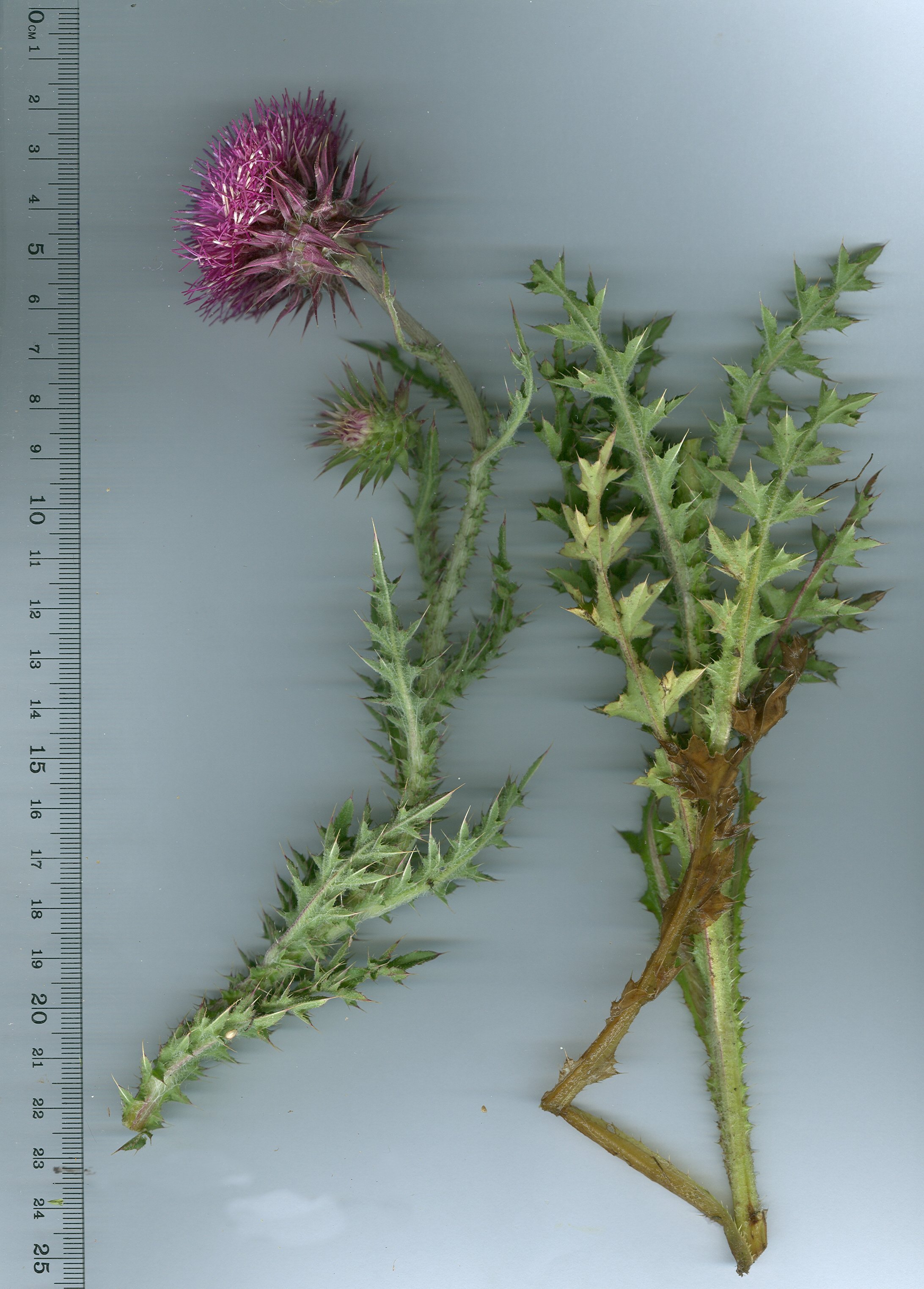 carduus nutans