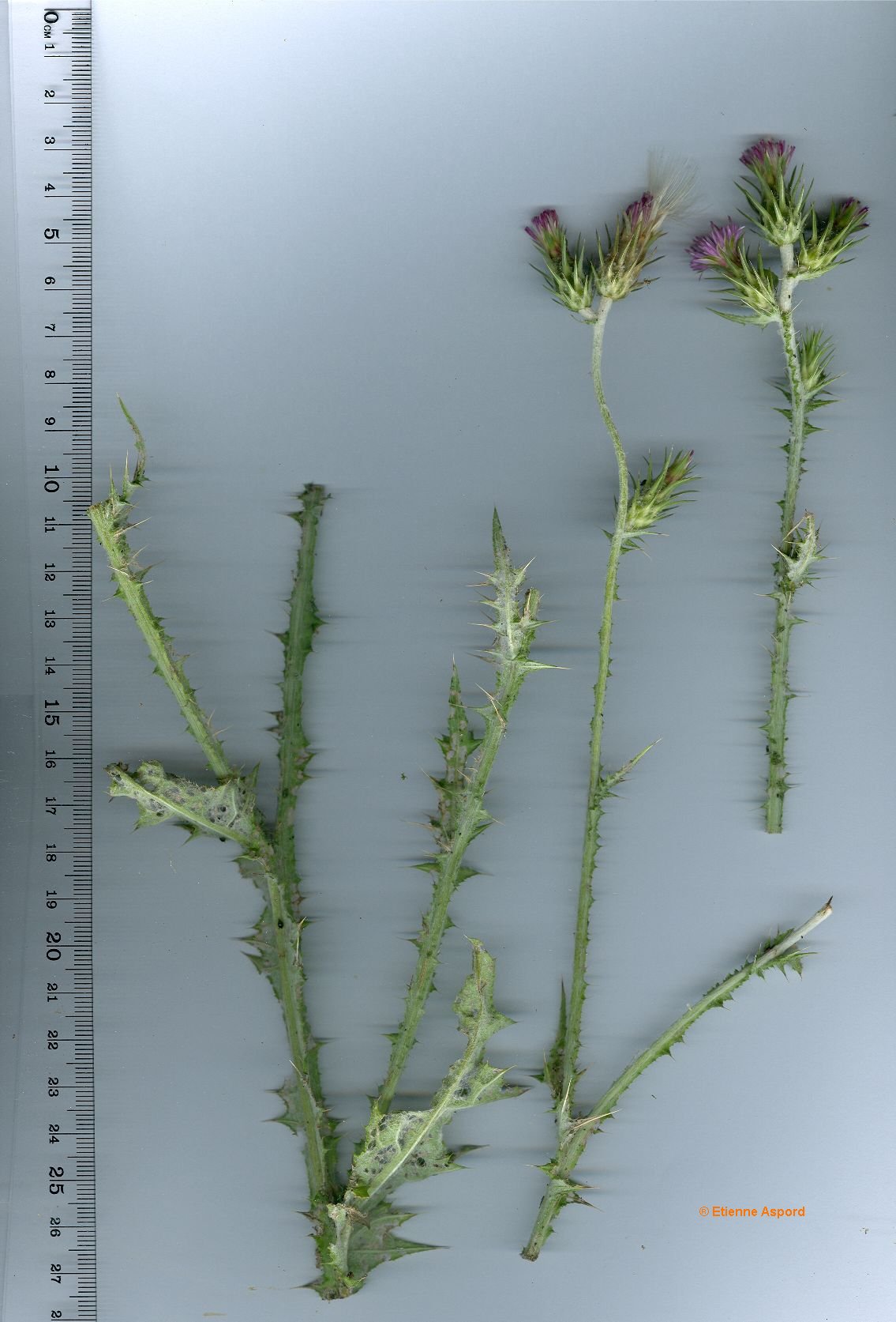 carduus pycnocephalus