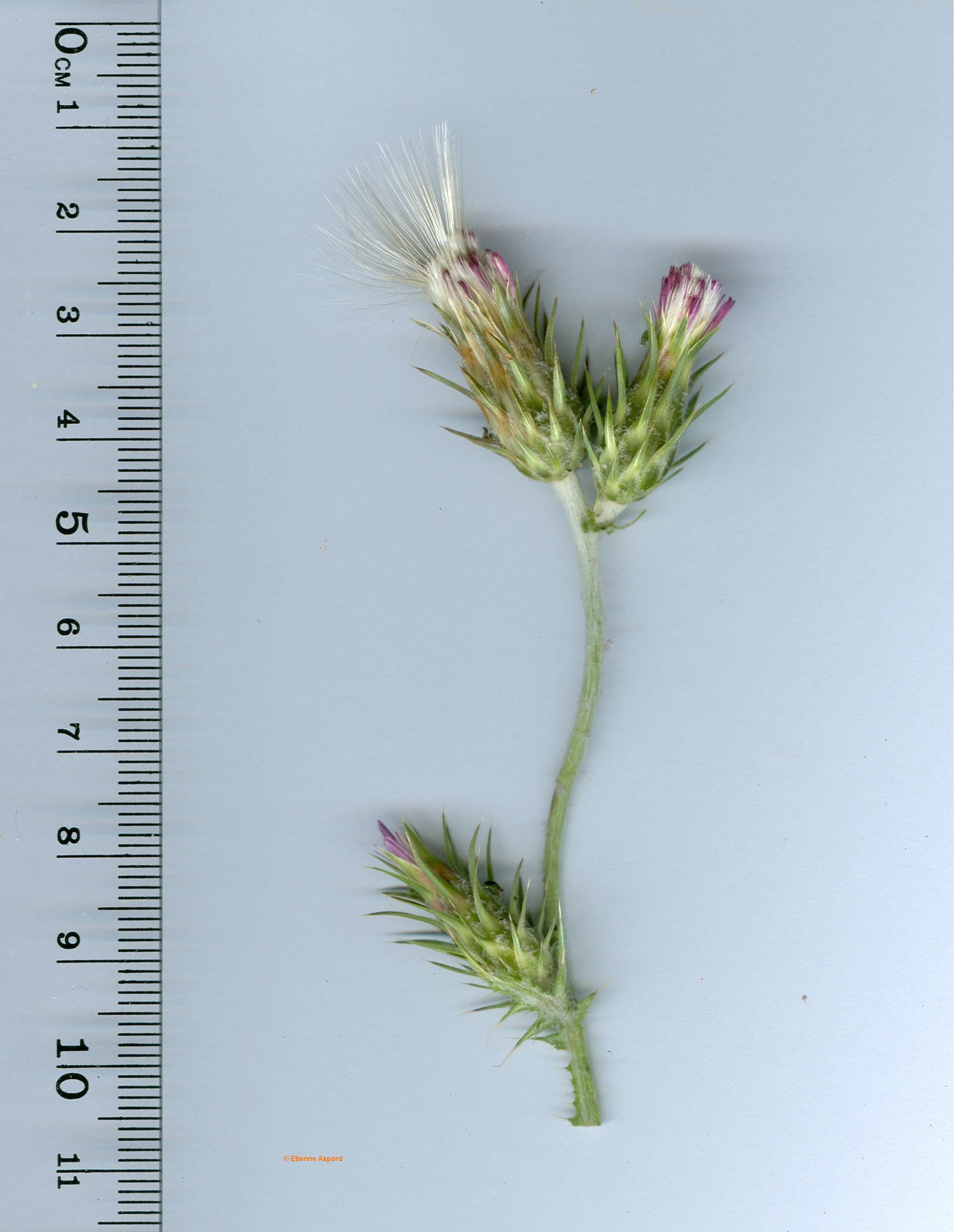 carduus pycnocephalus