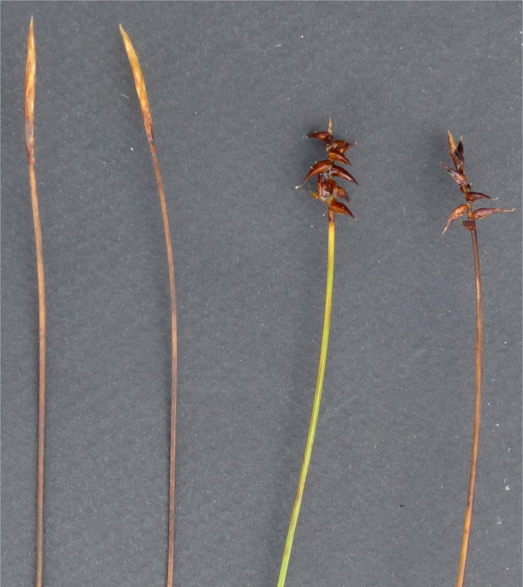 carex davalliana