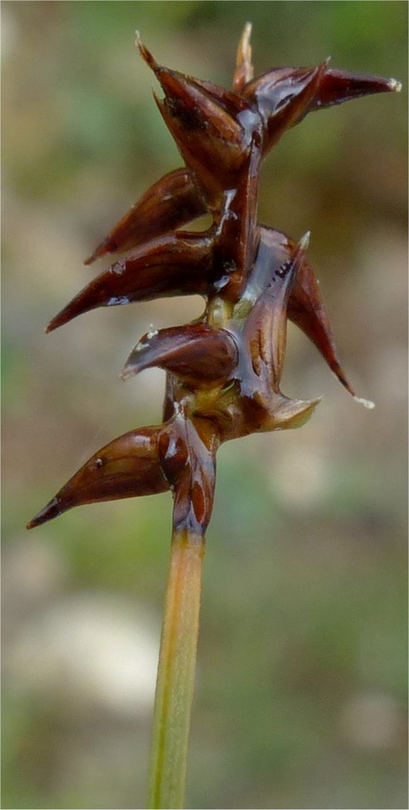 carex davalliana