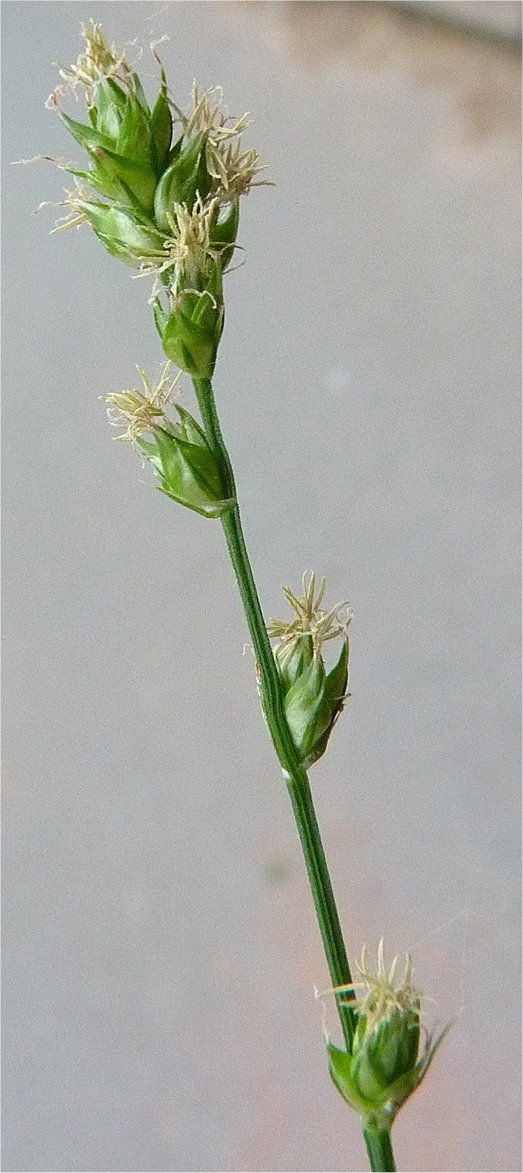 carex divulsa