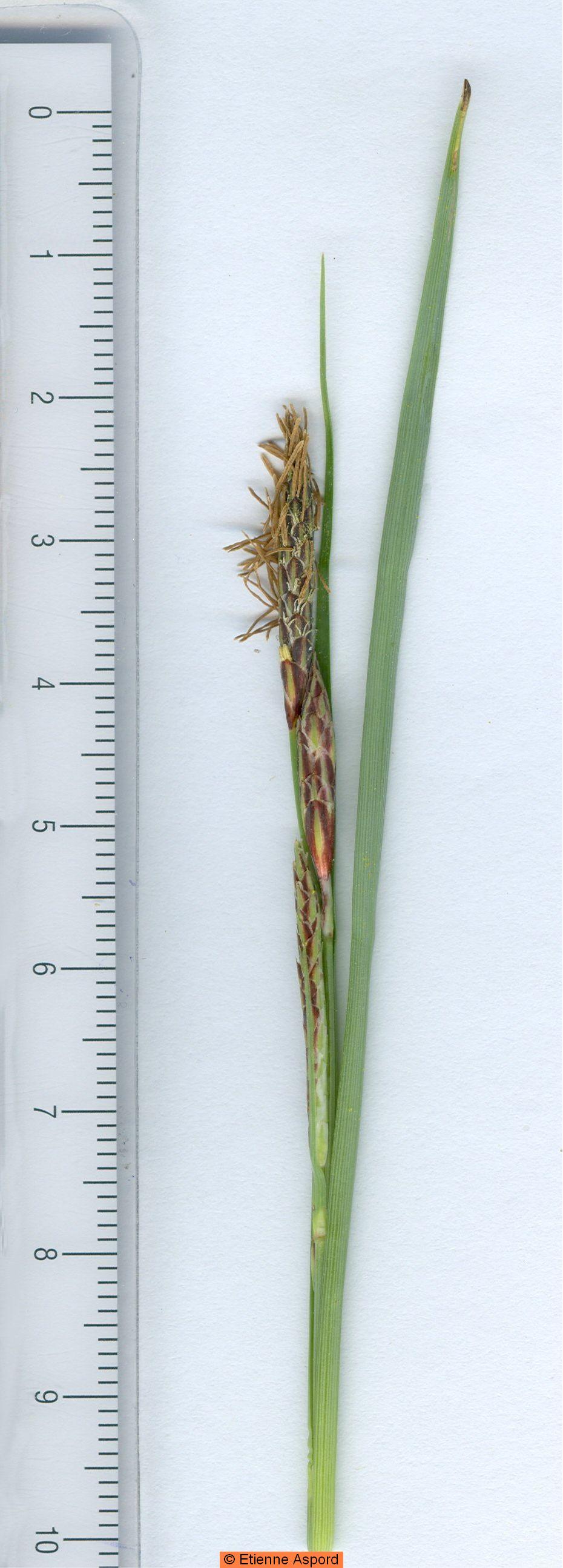 carex flacca