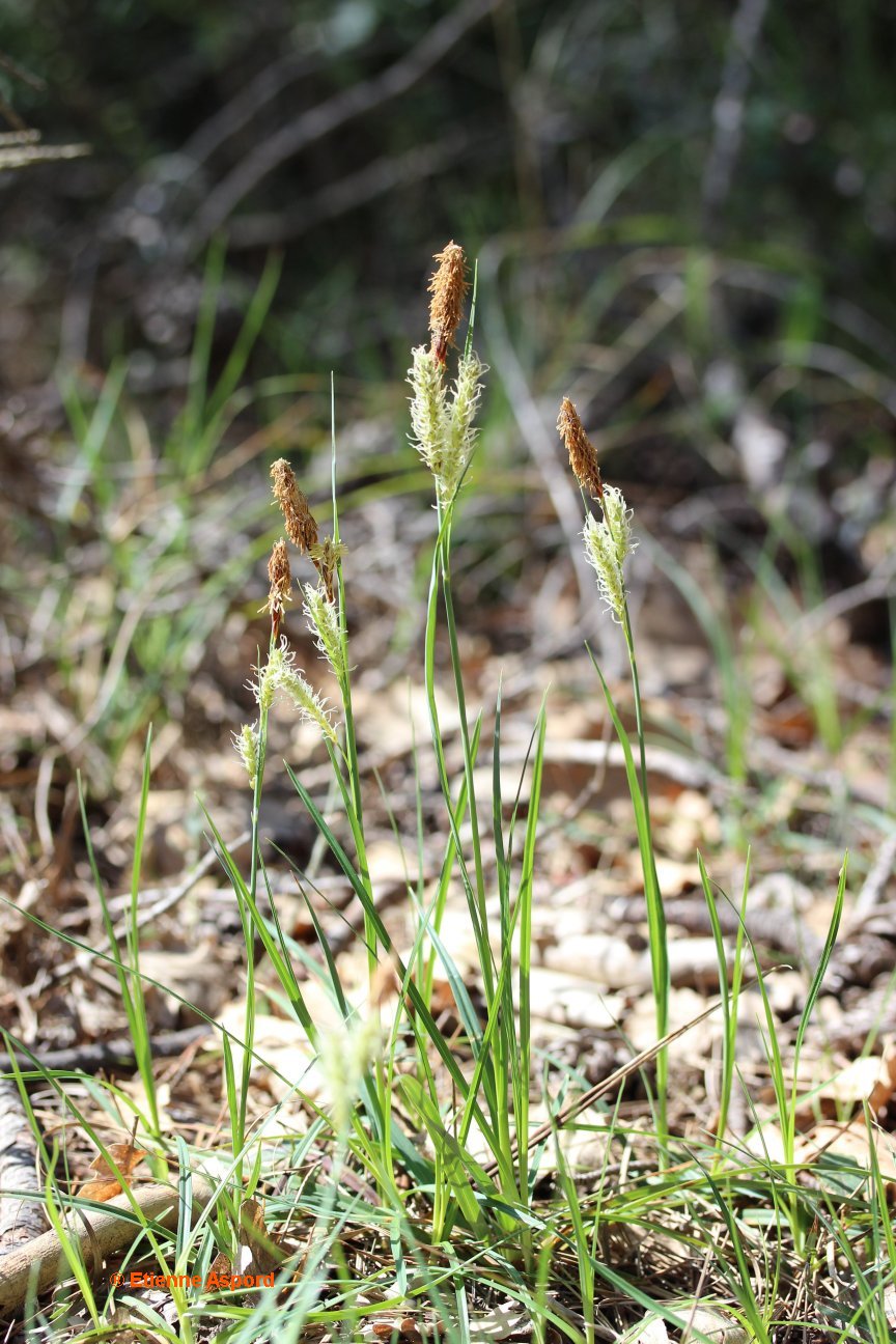 carex flacca