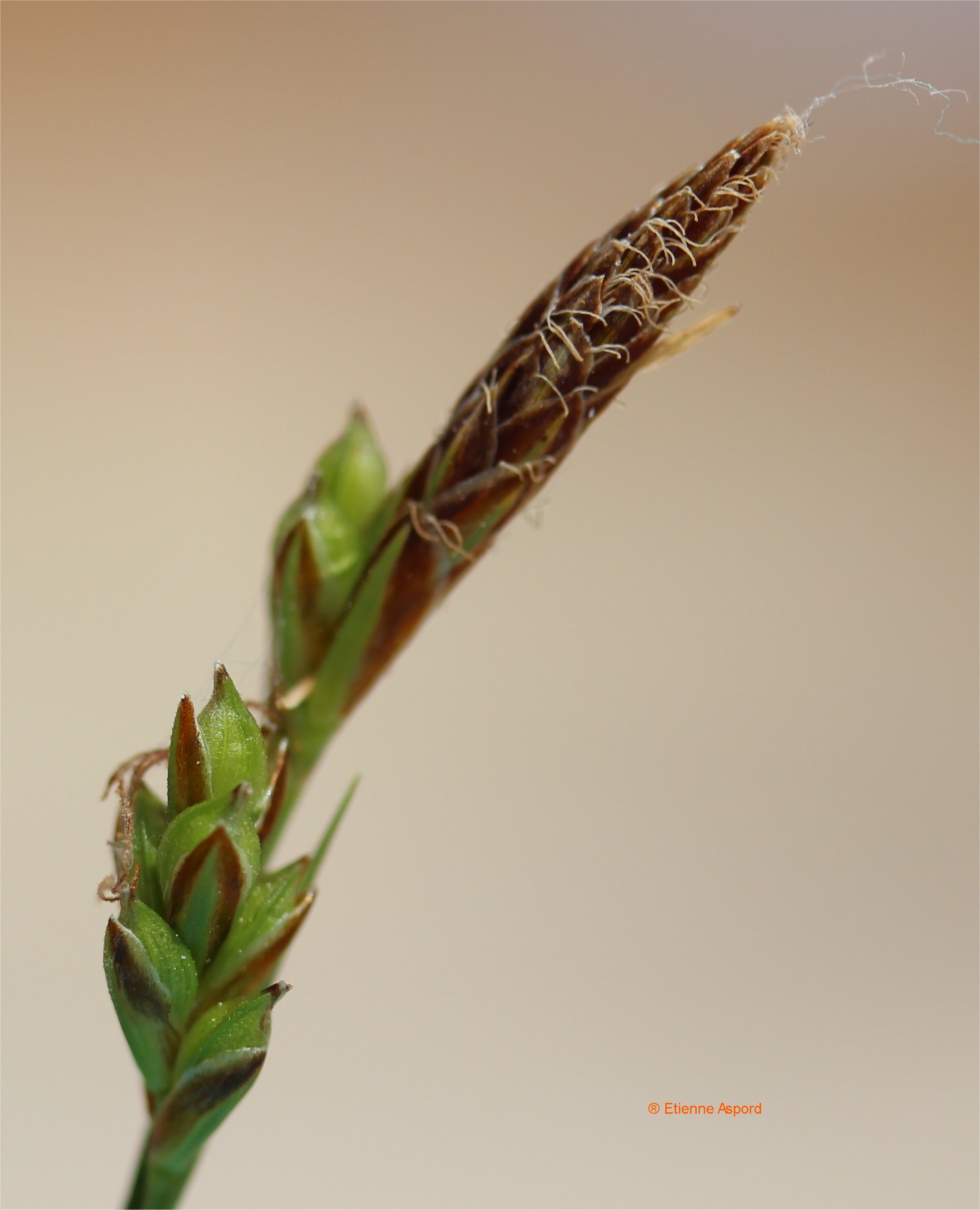 carex flacca