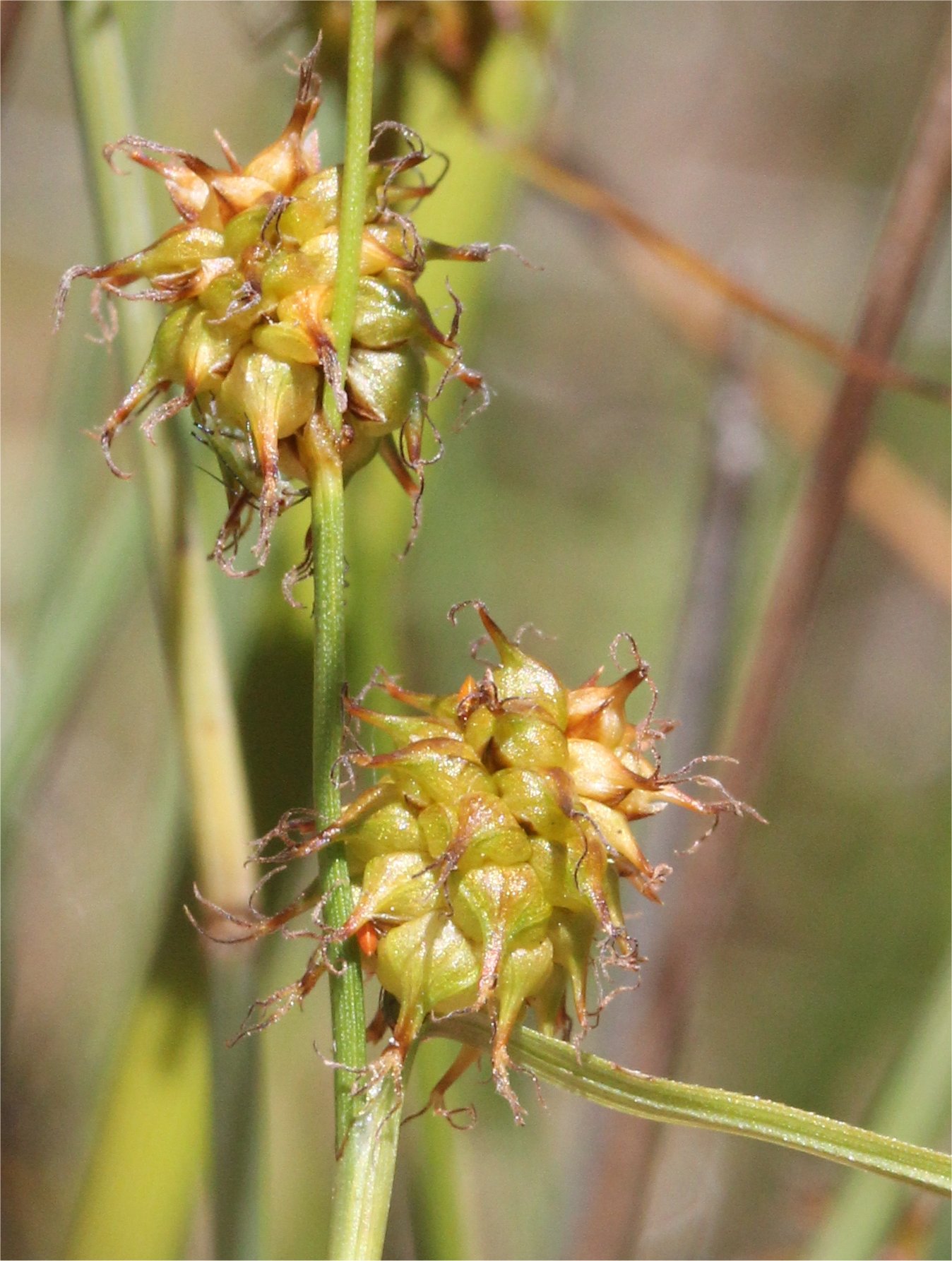 carex flava