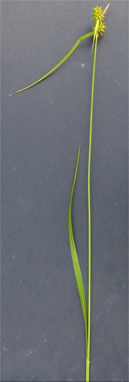carex flava