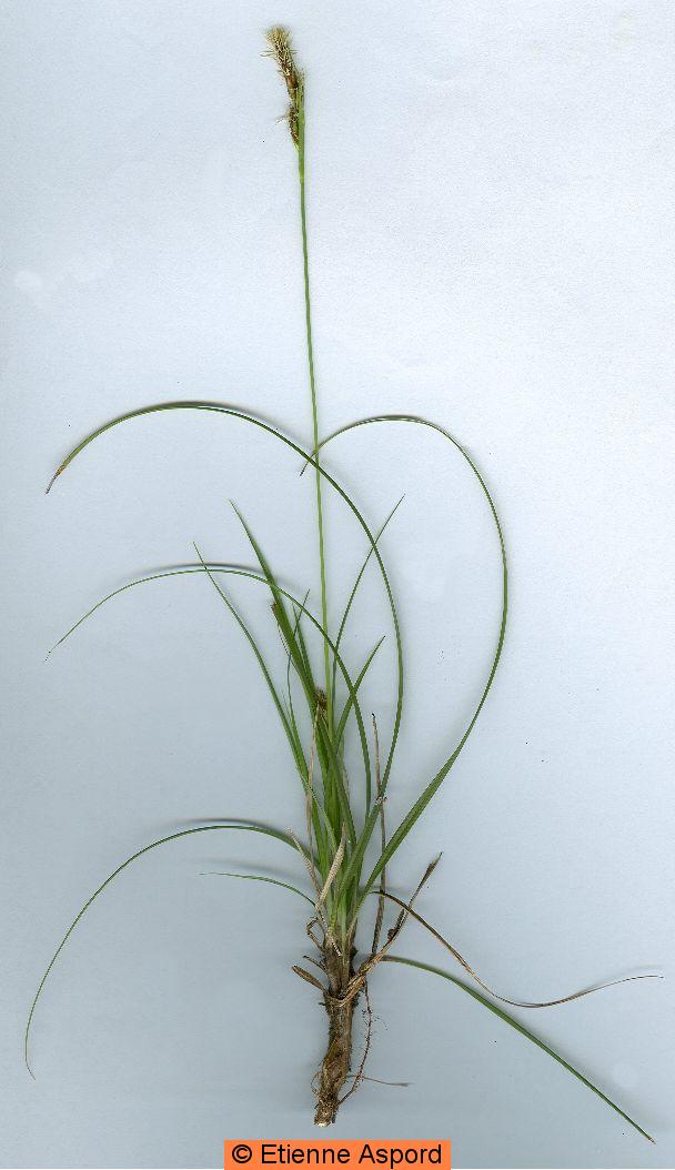 carex hallerana