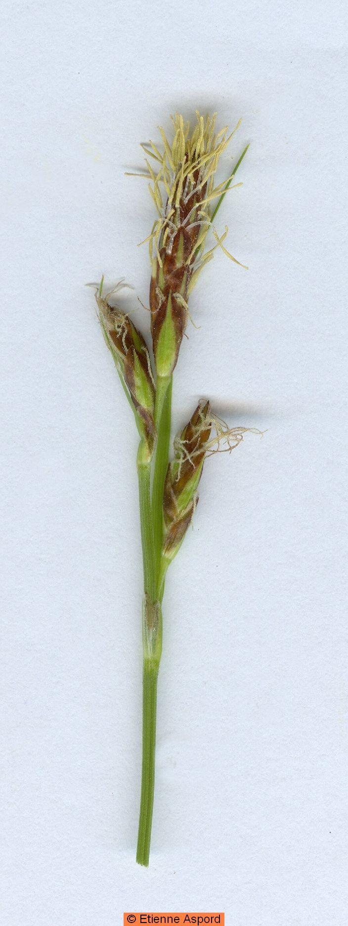 carex hallerana