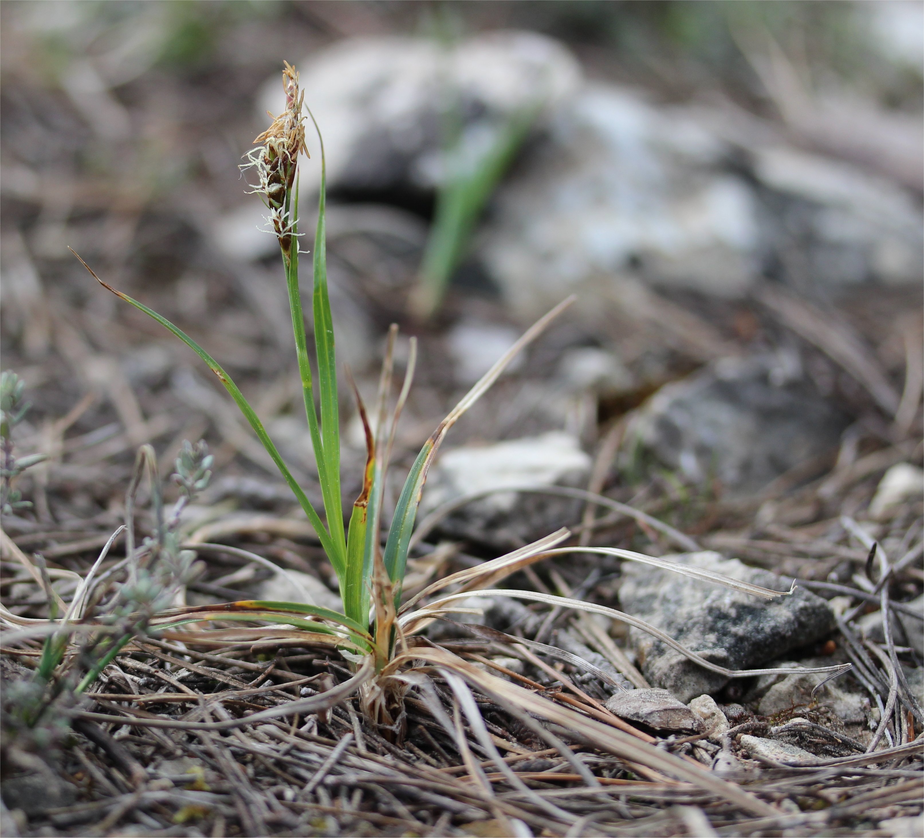 carex hallerana