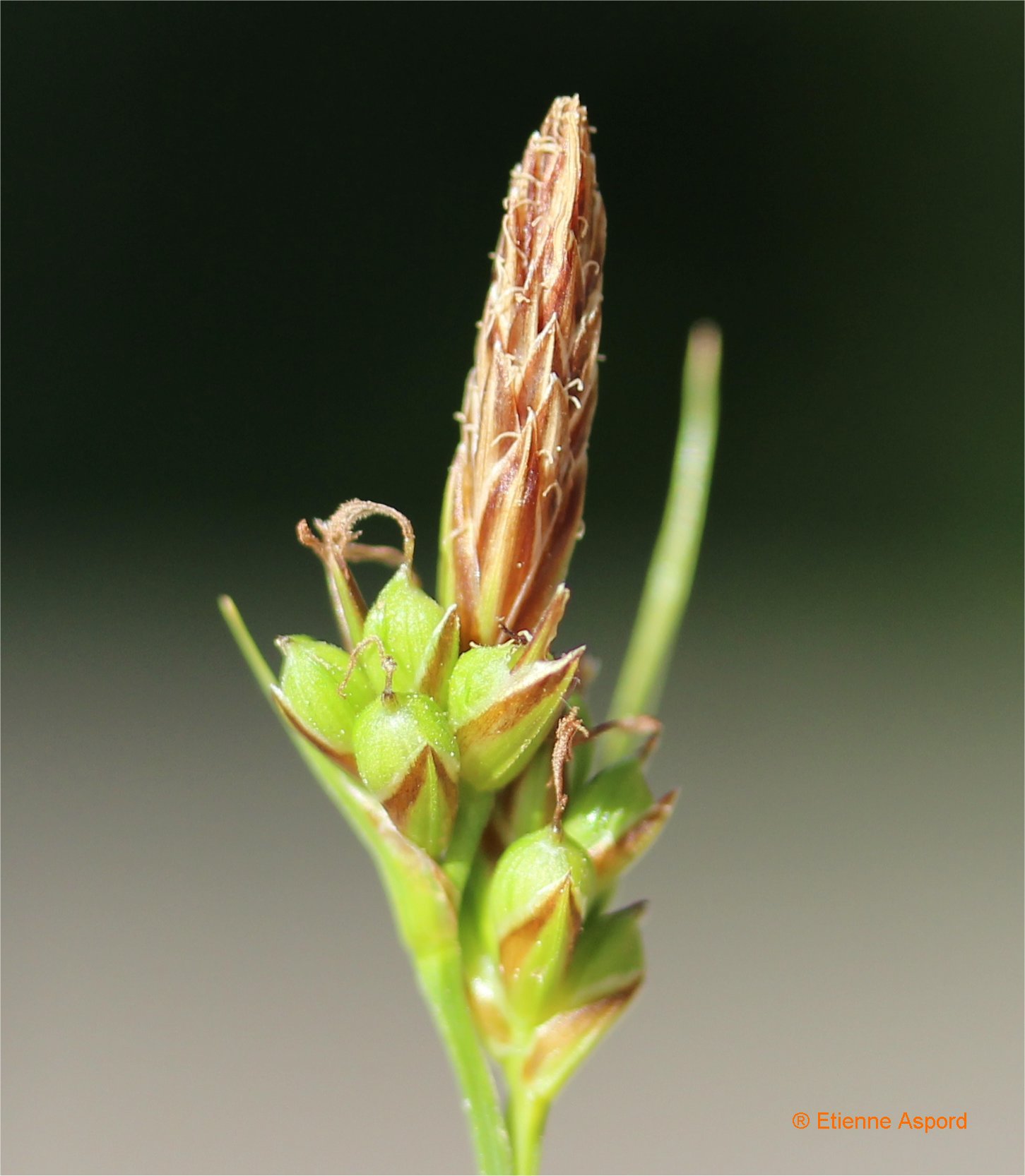 carex hallerana