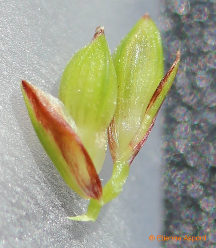 carex hallerana