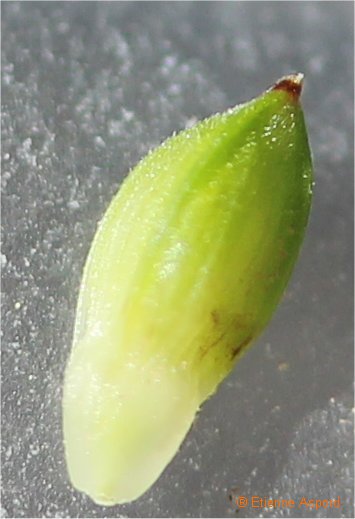 carex hallerana