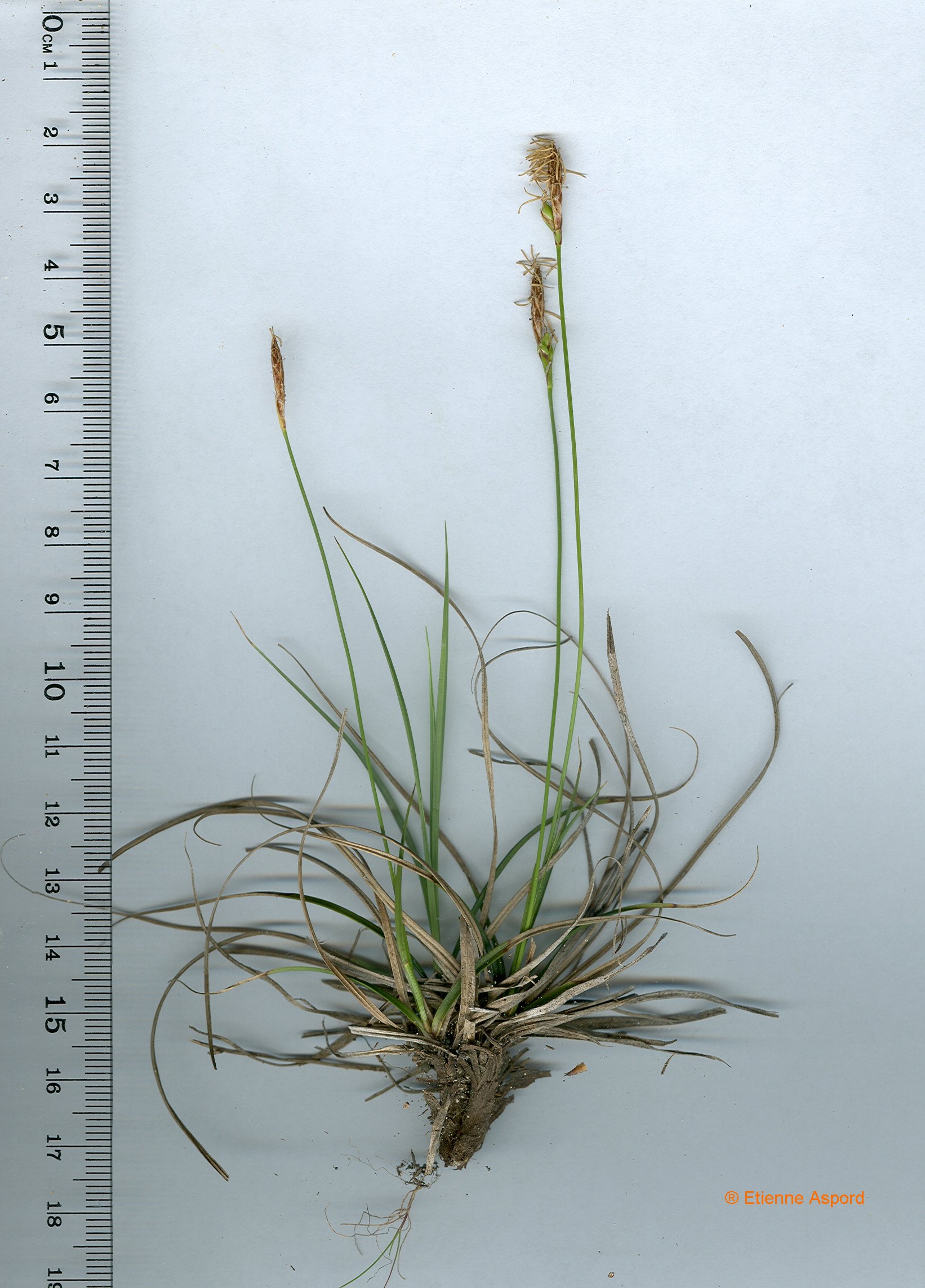 carex hallerana