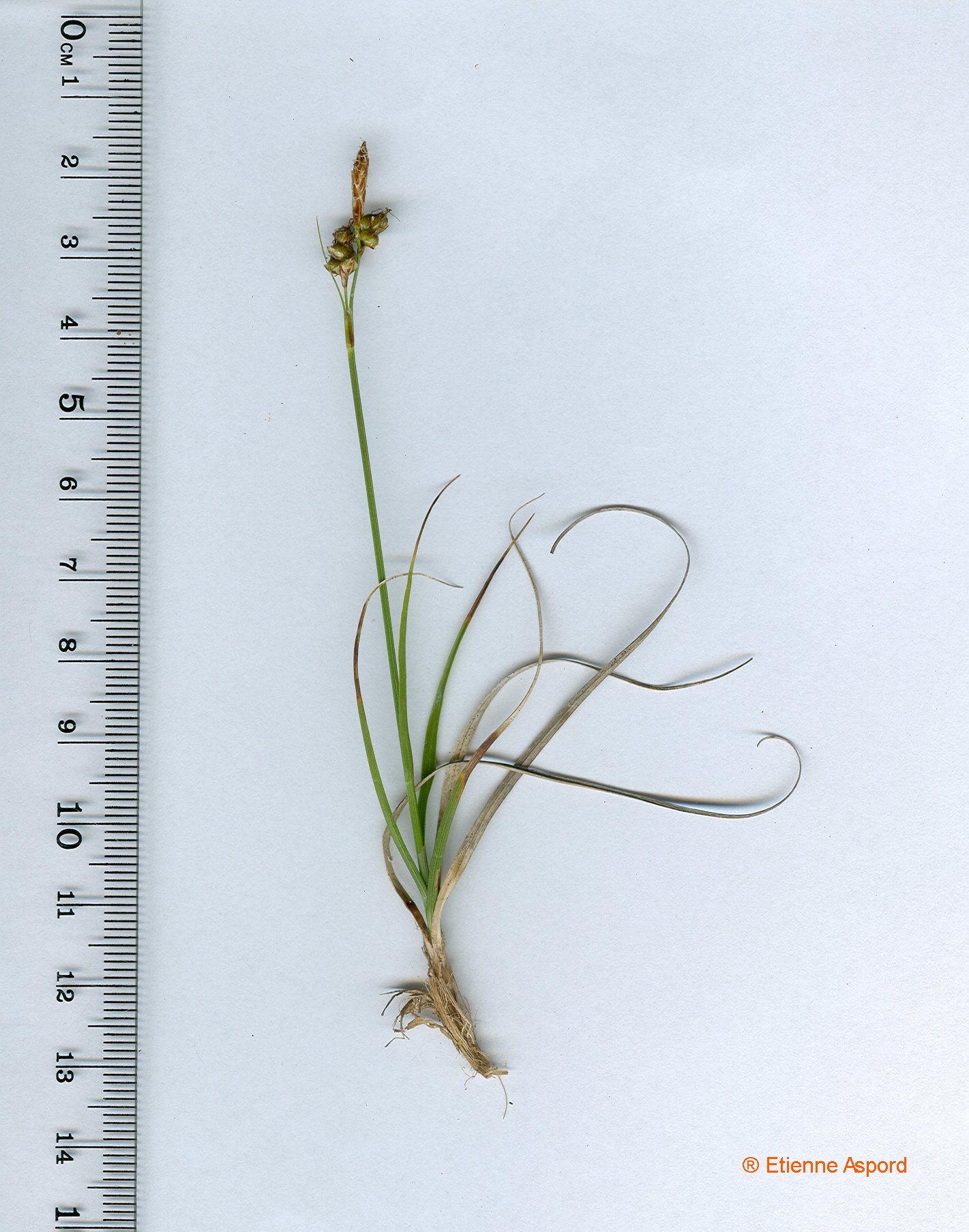 carex liparocarpos