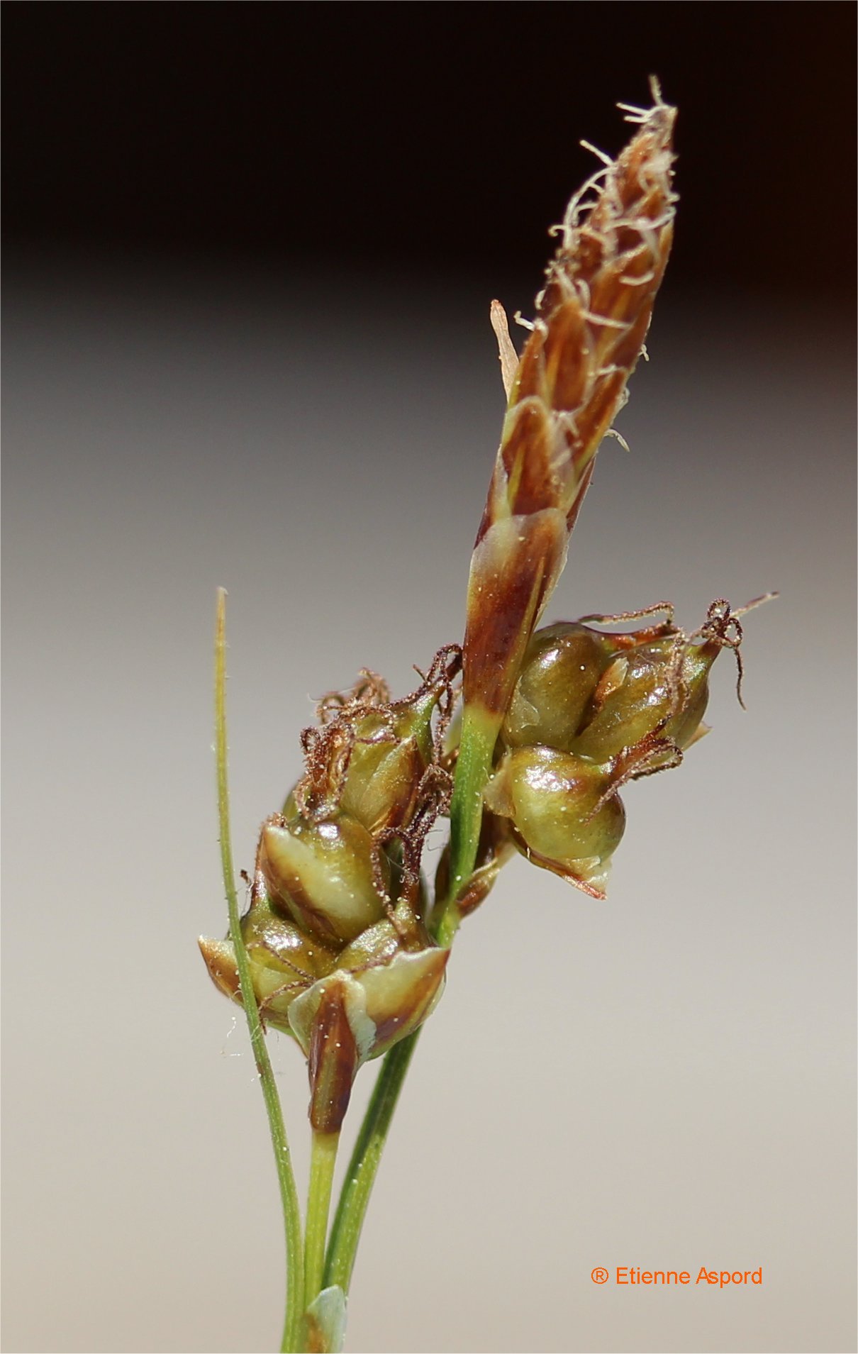 carex liparocarpos