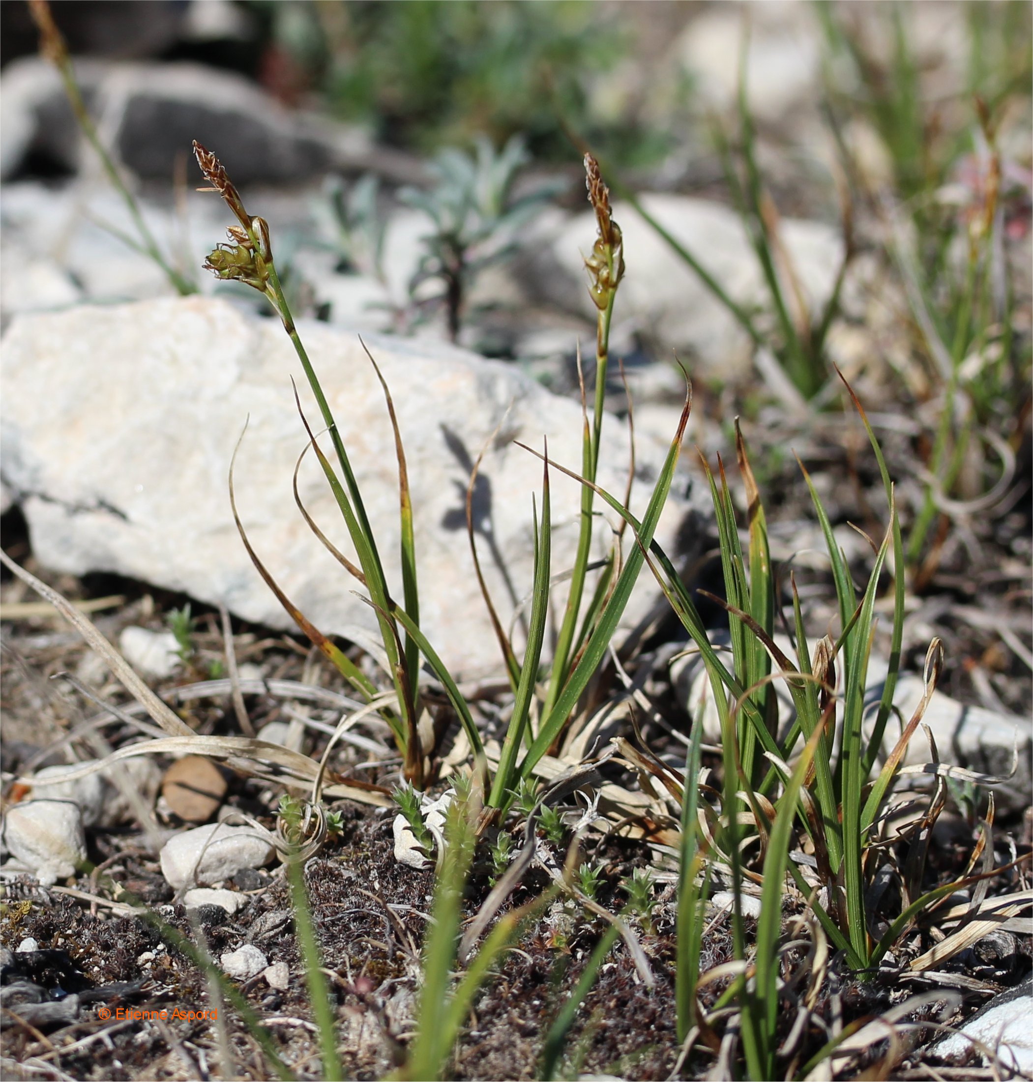 carex liparocarpos