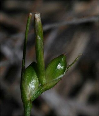 carex oedipostyla