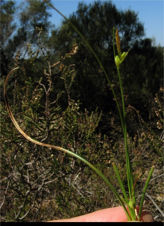 carex oedipostyla