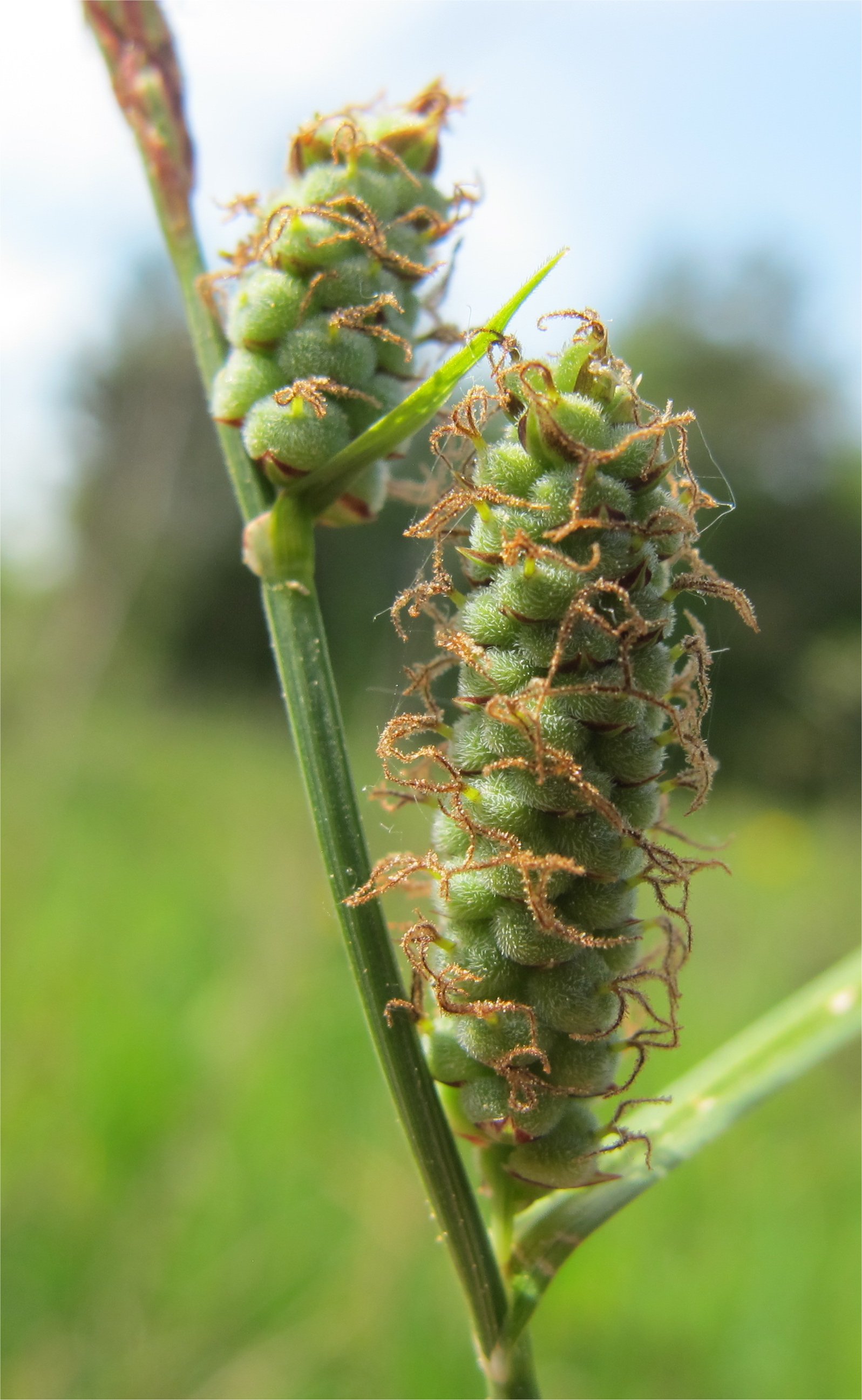 carex tomentosa