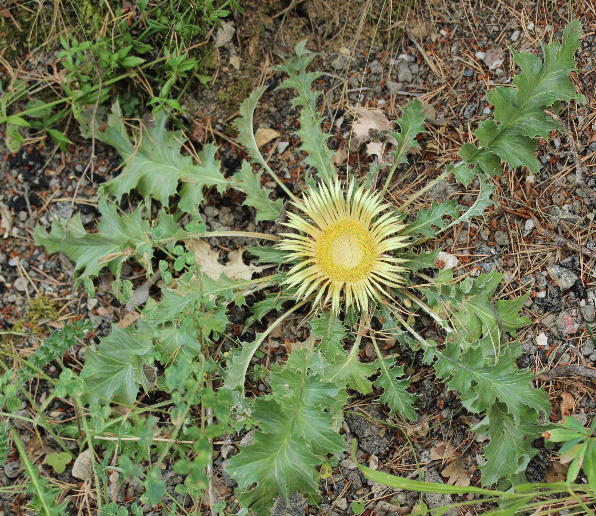 carlina acanthifolia 
