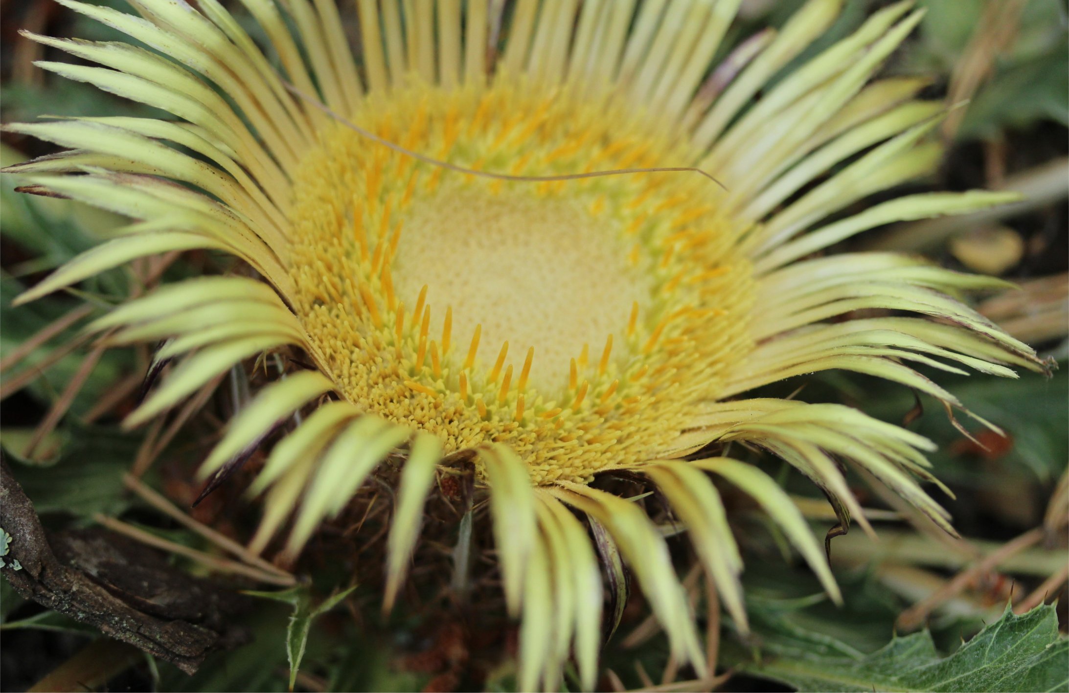 carlina acanthifolia 