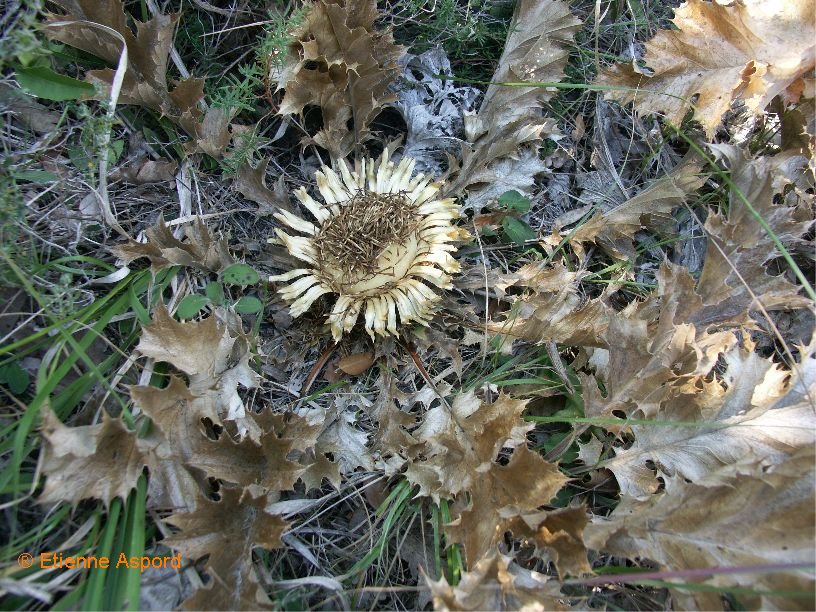 carlina acanthifolia 