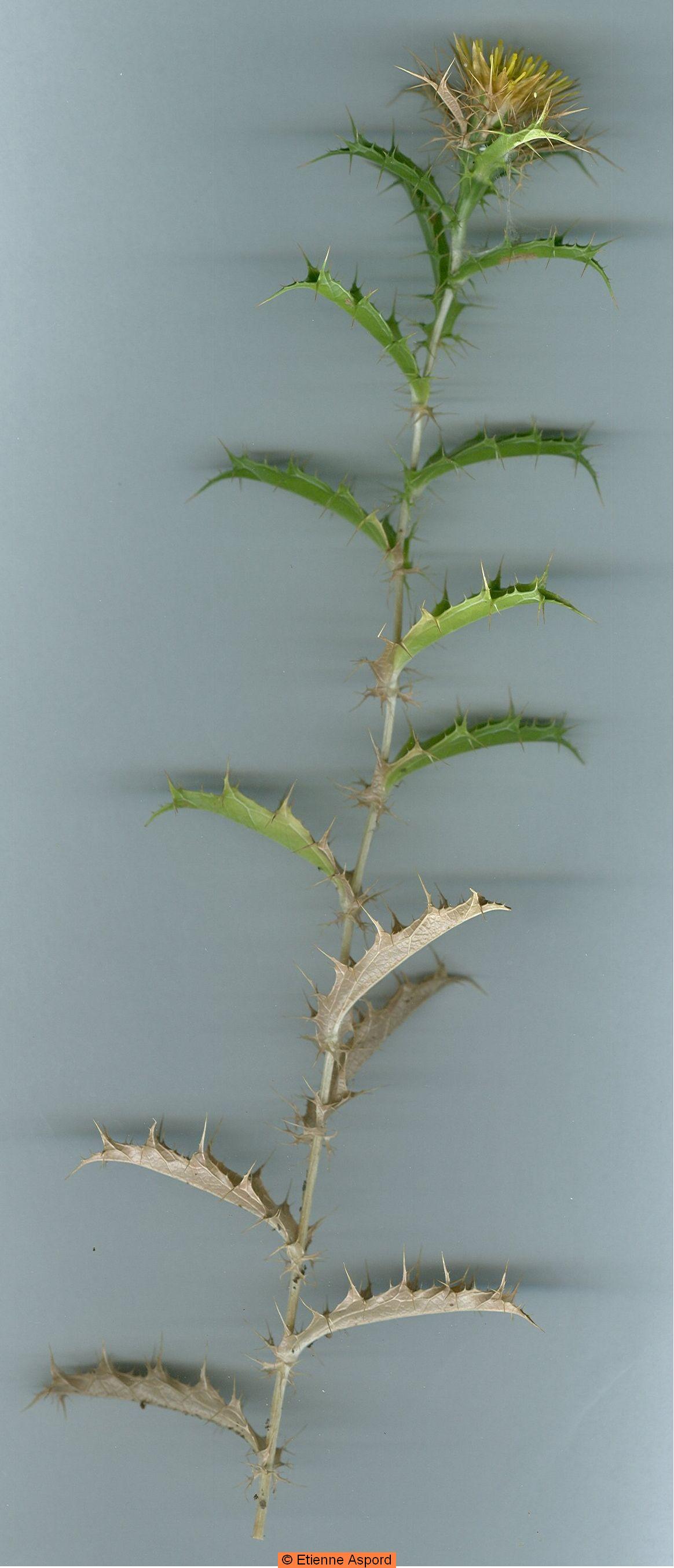 carlina corymbosa