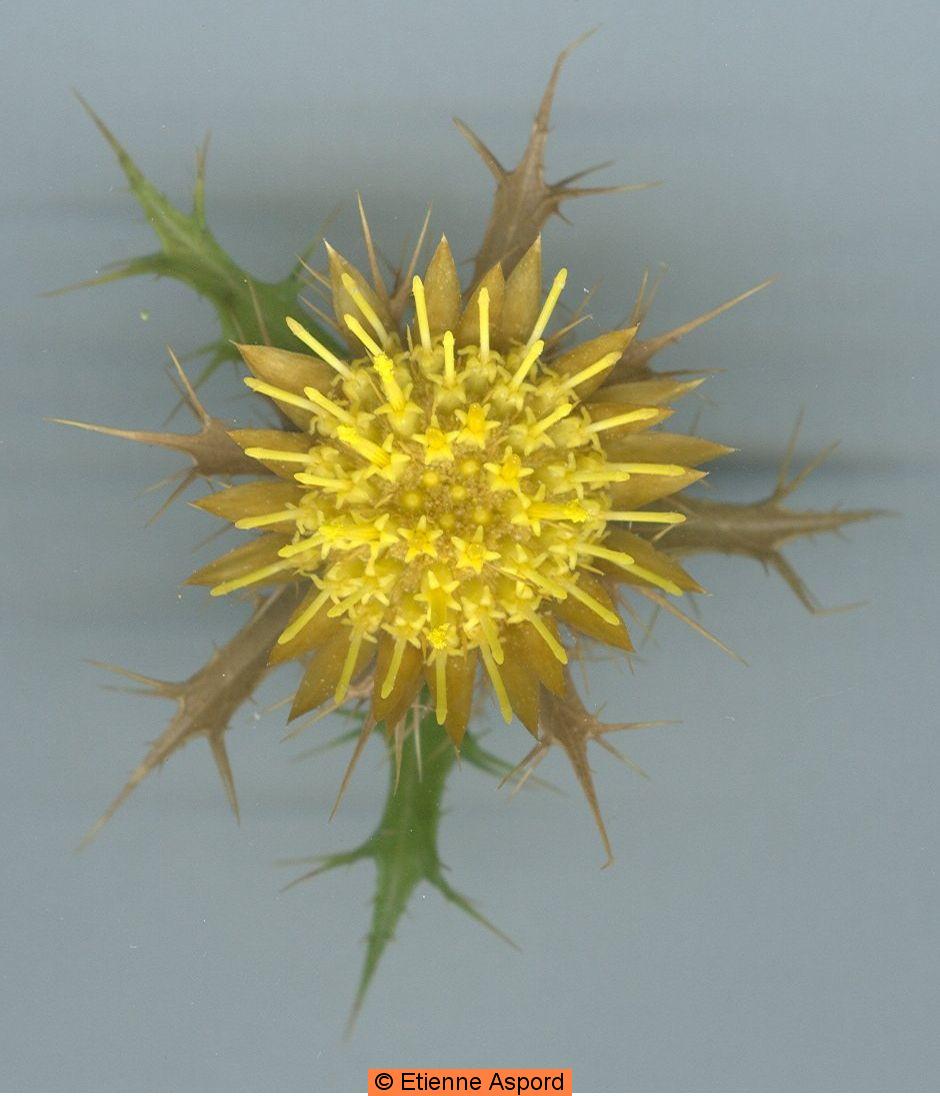 carlina corymbosa