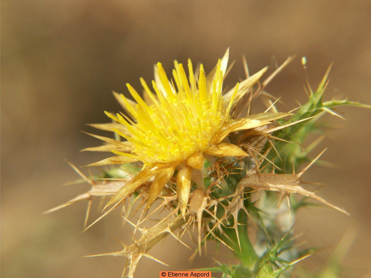 carlina corymbosa
