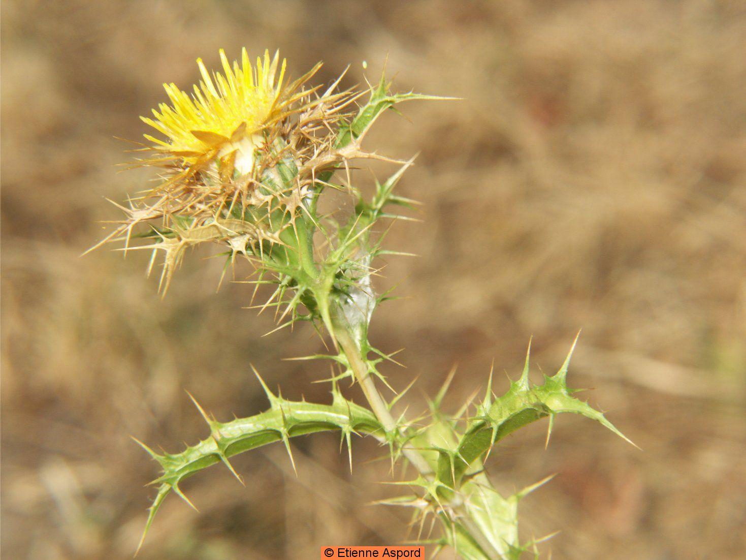 carlina corymbosa