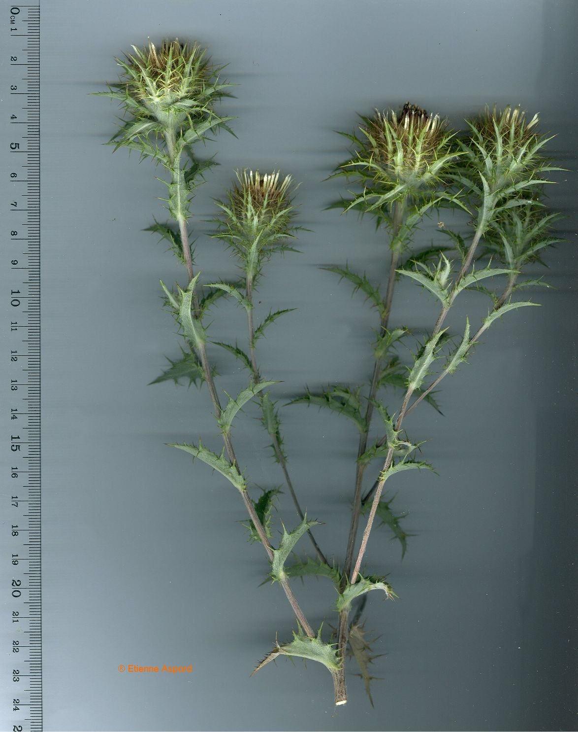 carlina vulgaris