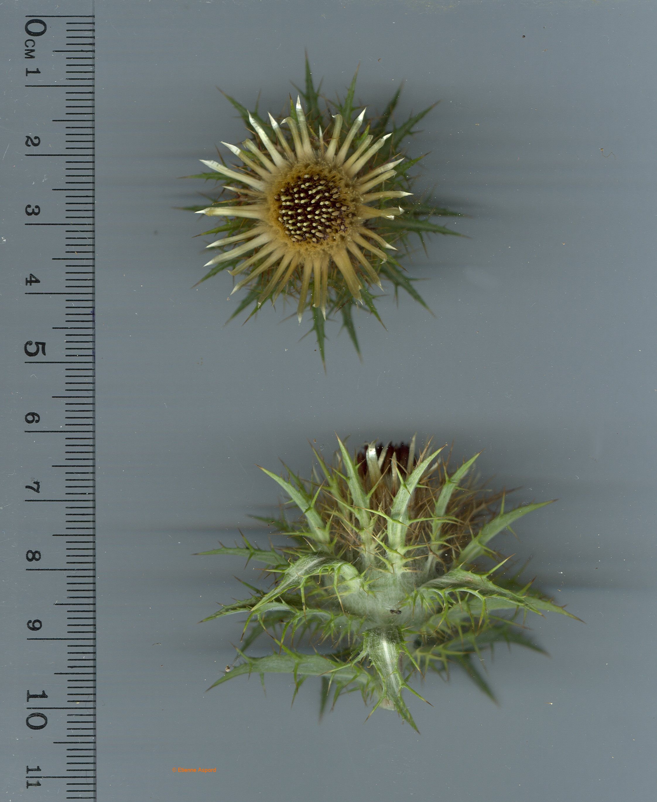 carlina vulgaris