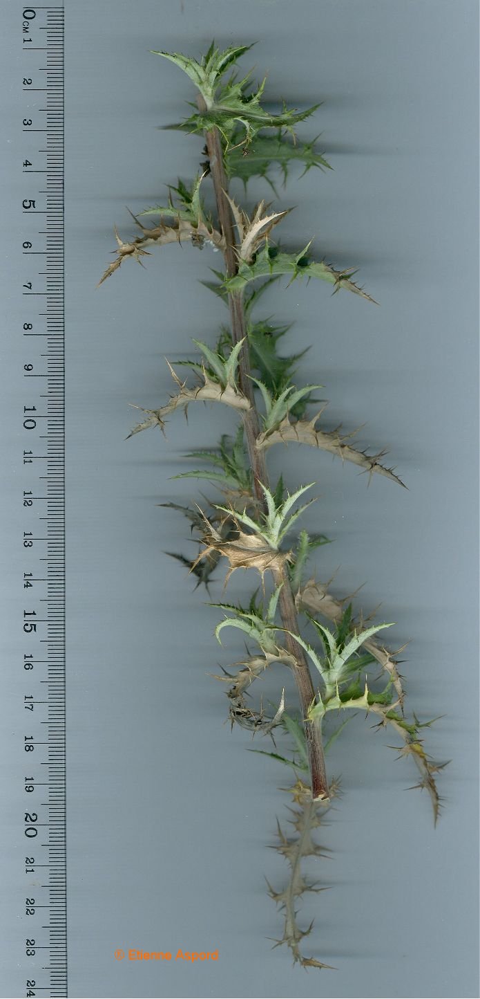 carlina vulgaris