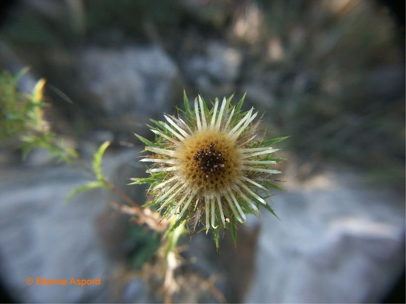 carlina vulgaris