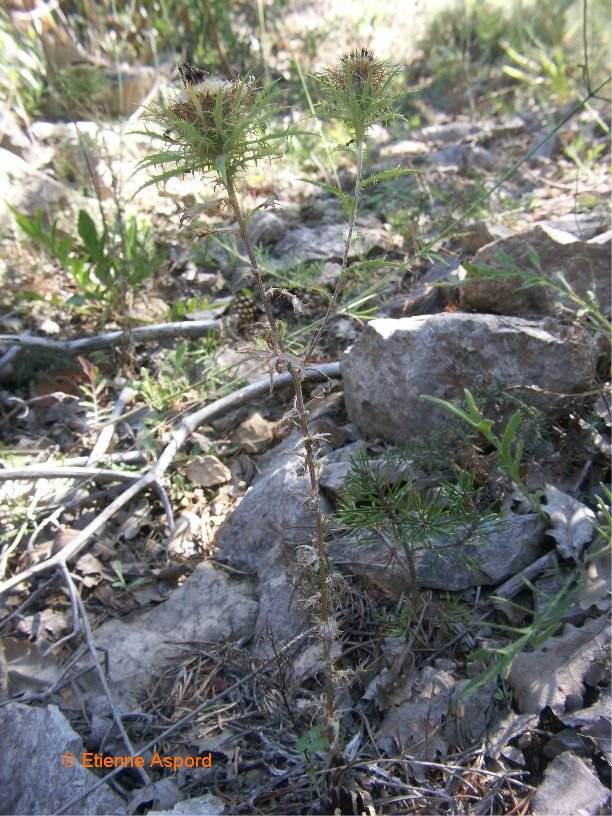 carlina vulgaris