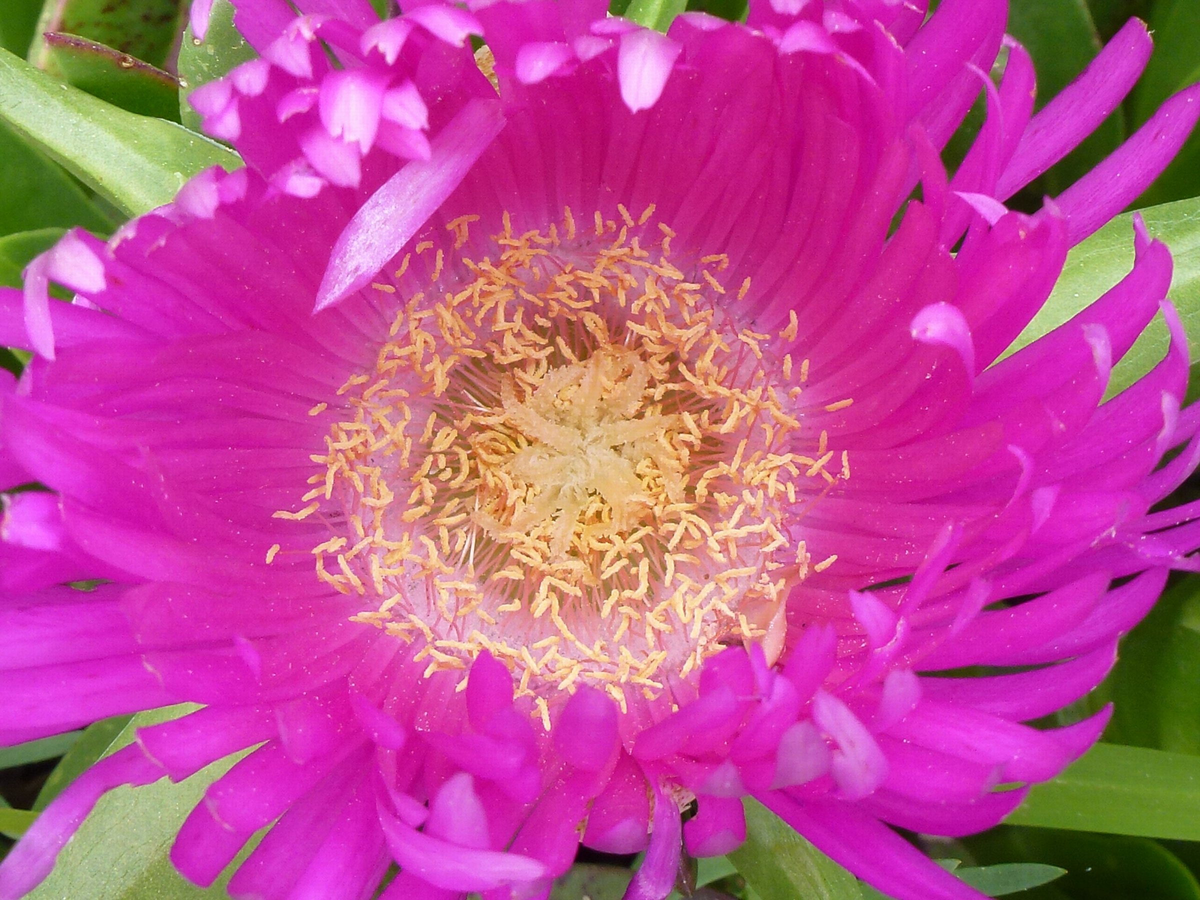 carpobrotus edulis